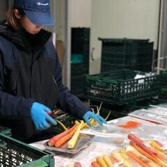 【時給1000円!】オーガニック農園で収穫、出荷スタッフ募集！の画像