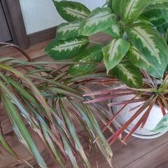 🌿観葉植物🌿ドラセナ２株＆ディフェンバキア✨