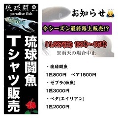 11/27(日) 闘魚　最終販売　読谷村 - 中頭郡