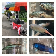 11/27(日) 闘魚　最終販売　読谷村の画像