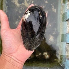 ヌマ貝　特大サイズ　二枚貝　タナゴ　カネヒラ産卵　水質浄化　ドブ...