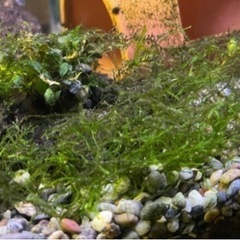 マツモ再販開始‼︎ 愛情込めて育て中 ☺︎ 無農薬！ 水草  ☘️ みなさんに嬉しい評価を頂いています♡の画像