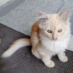 自宅で産まれた野良猫の子もらってください。