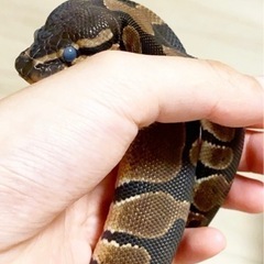 （里親候補様決まりました🙇‍♀️）ボールパイソン（ノーマル）♂