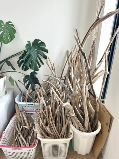 海の流木　約200本