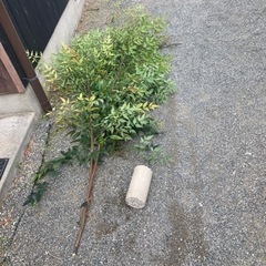 とにかく元気な南天だった