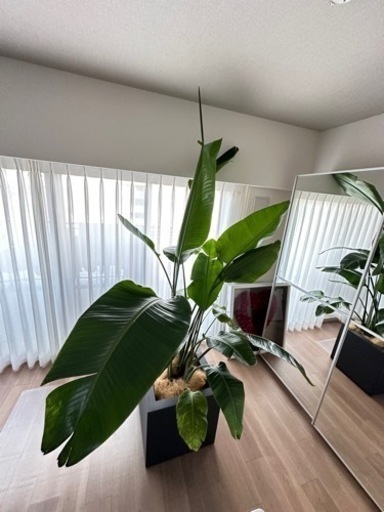 観葉植物オーガスタ　鉢　セット売り