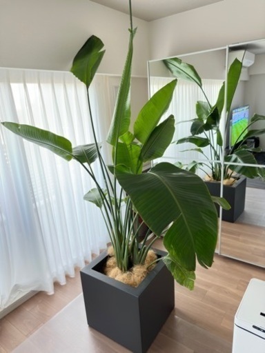 観葉植物オーガスタ　鉢　セット売り