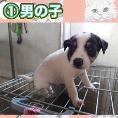 ①家族探してます