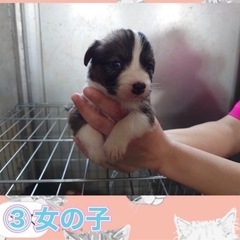 ③家族探してます