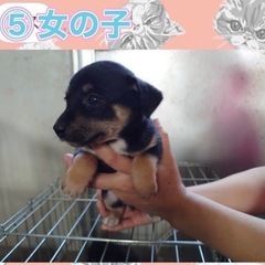 ⑤家族探してます