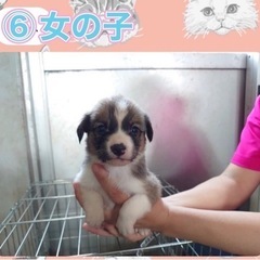 ⑥家族になってください