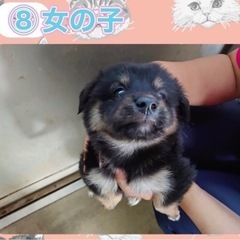 ⑧家族探してます