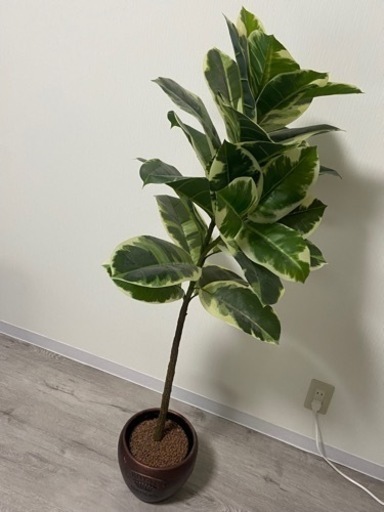 観葉植物　フェイクグリーン