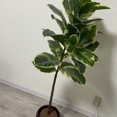 観葉植物　フェイクグリーン