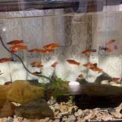 熱帯魚