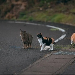 脱走した猫の保護について相談に乗ります^ - ^
