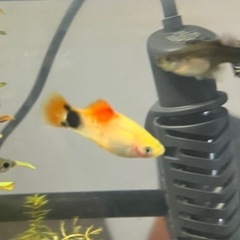 熱帯魚2匹あげます
