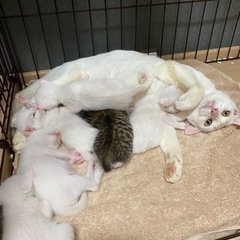 11/8生まれかわいい6匹兄弟❤️🐱