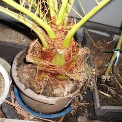 植木貰ってください。