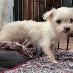 交渉中　マルチーズ✖️チワワのおっとり - 犬