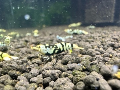 特別出品‼️ブラックタイガーシュリンプ50匹‼️②