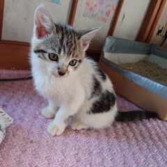 生後2ヶ月くらいの兄妹猫ちゃん