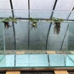 【水槽】ガラス製600mm水槽の画像