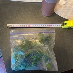 南米ウィローモス　　水槽　水草