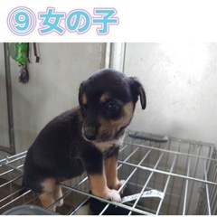 ⑨家族になってください