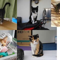 野良子猫の里親募集 - 里親募集