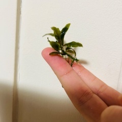 〜ブセファランドラ〜　珍しい水草！の画像