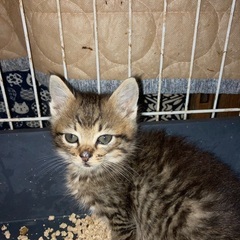 3～4ヶ月の子猫ちゃん達  