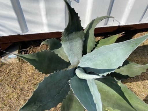 多肉植物　特大アガベ　アオノリュウゼツラン