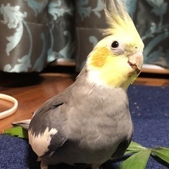 神奈川県藤沢市、迷子のオカメインコを探しています
