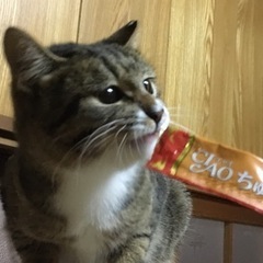 写真追加しました！小柄な女の子。避妊手術済み、元気です。