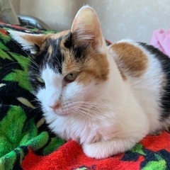 10歳穏やか三毛猫さん
