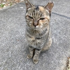 ☆地域猫になりました☆避妊手術済　可愛いサビ猫ちゃん