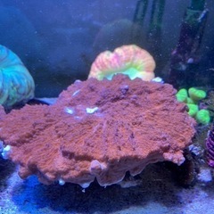 ウスコモンサンゴA