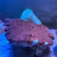 ウスコモンサンゴB