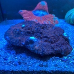 ウスコモンサンゴC