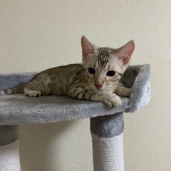 ベンガル　シルバーの子猫　訳あり🐈‍⬛