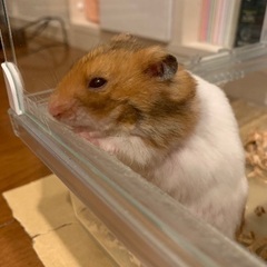 ゴールデンハムスター　オス　5ヶ月