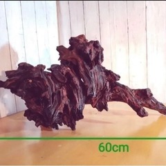 半額！アク抜き済み！60センチ流木