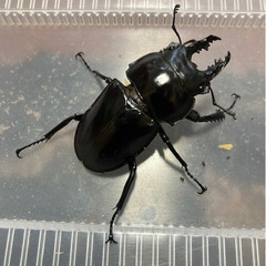 【郵送可】ヤエヤママルバネクワガタ他 幼虫色々販売