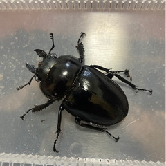 【郵送可】ヤエヤママルバネクワガタ他 幼虫色々販売の画像