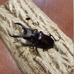 【郵送可】ヤエヤママルバネクワガタ他 幼虫色々販売の画像