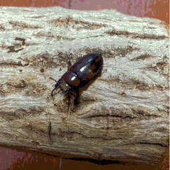 【郵送可】ヤエヤママルバネクワガタ他 幼虫色々販売の画像