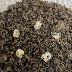 【郵送可】ヤエヤママルバネクワガタ他 幼虫色々販売の画像