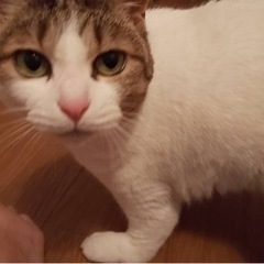 目がくりくり♀猫ちゃん😸